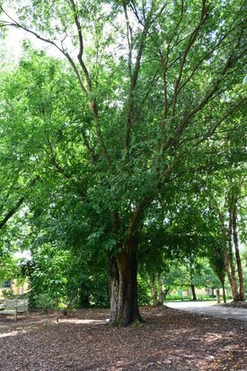 Image of Chinese Elm