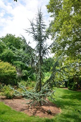 Image of Blue Atlas Cedar