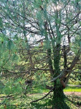 Image of Himalayan Pine