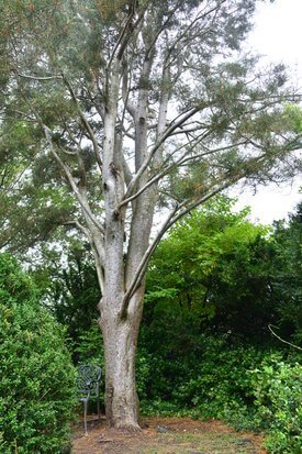 Image of Lacebark Pine