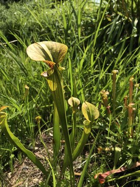Image of Pitcher Plant