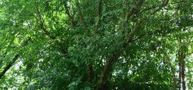 Image of Chinese Elm