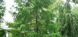 Image of Common Larch