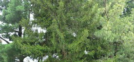 Image of Oriental Spruce