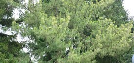 Image of Variegated Himalayan Pine