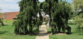 Image of Weeping Norway Spruce