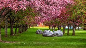 Image of The Orchard