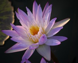 Image of Water Lily