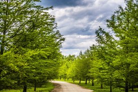 Image of Bald Cypress