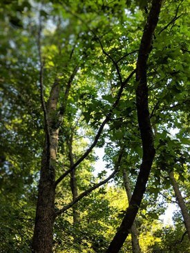 Image of American Sweetgum