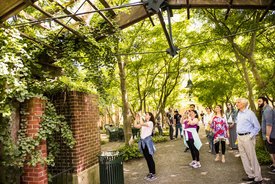 Image of Acer Courtyard