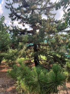 Image of Japanese Black Pine