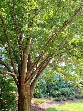 Image of Japanese Zelkova