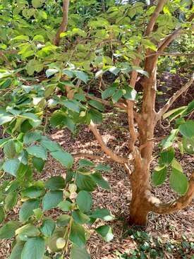 Image of Korean Stewartia