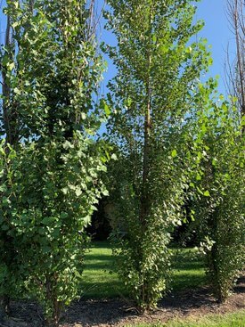 Image of Lombardy Poplar