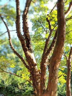 Image of Paperbark Maple