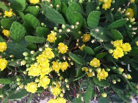 Image of Native Prickly Pear