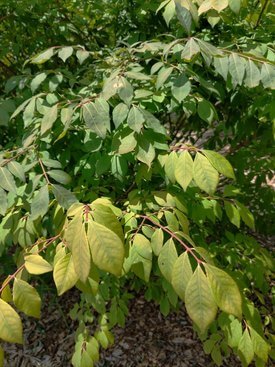 Image of Red Twig Dogwood