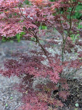 Image of Skeeter's Broom Japanese Maple