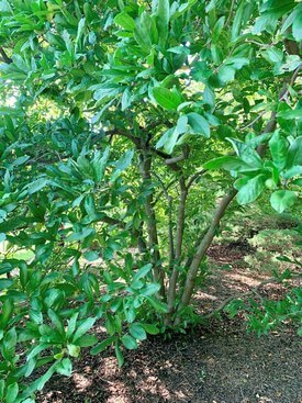 Image of Star Magnolia