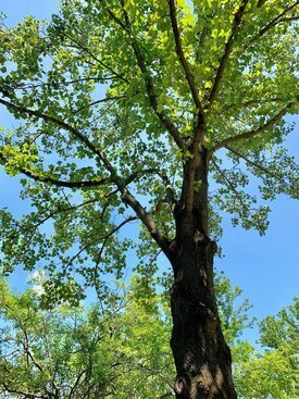 Image of Tulip Tree