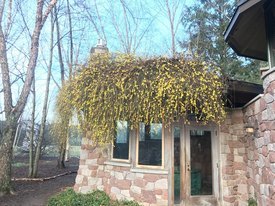 Image of Winter Jasmine