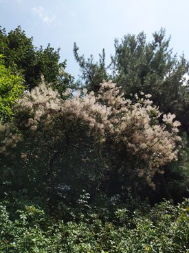 Image of Smoke Bush