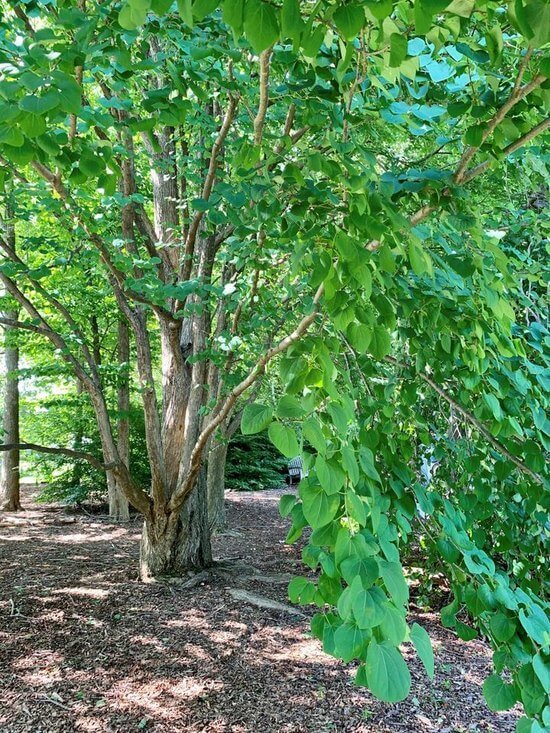 Katsura Tree | Grounds for Sculpture